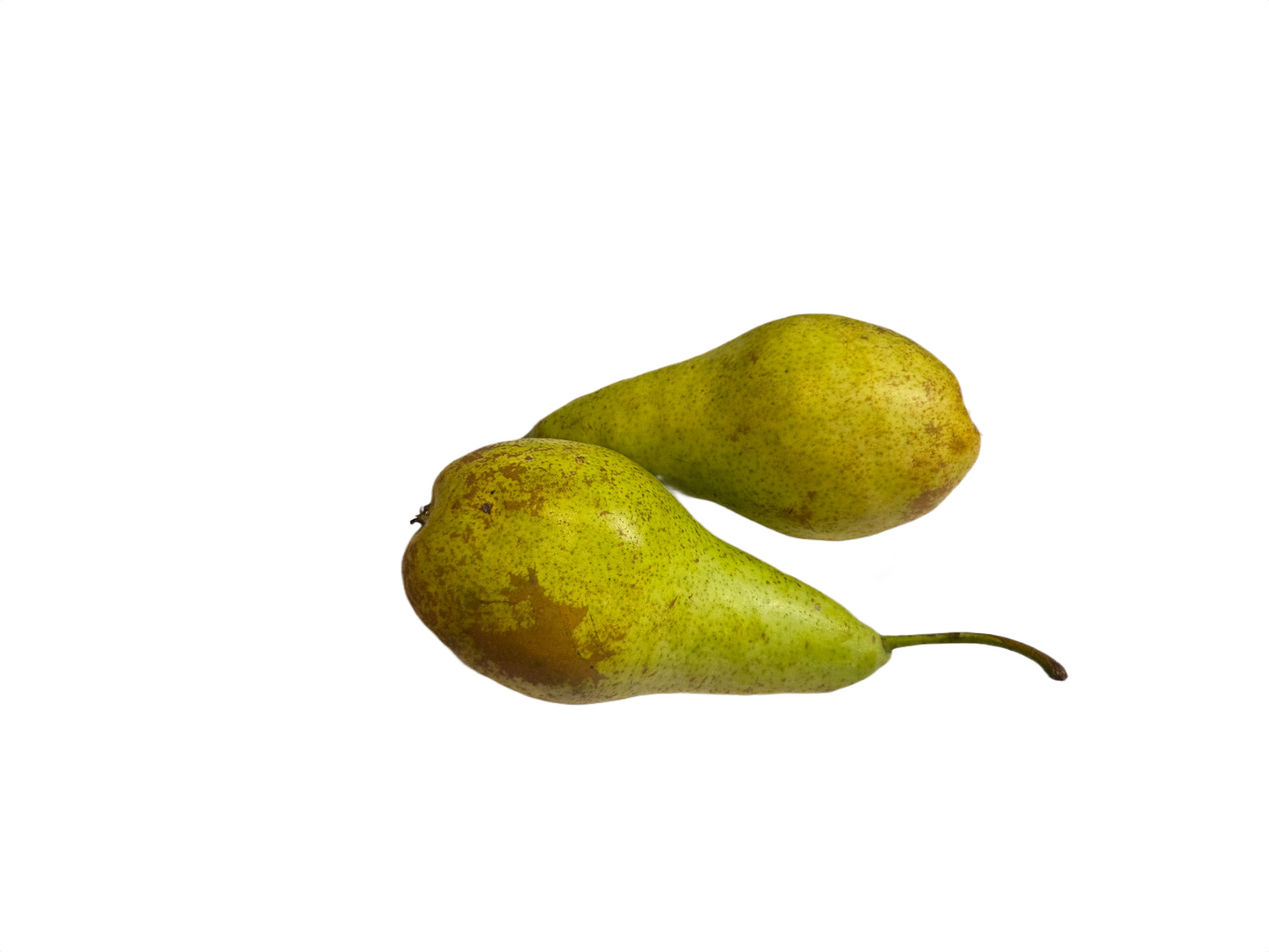 Conference Pear